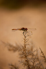 A vertical photo of a closeup of a firefly resting on a bush branch in the desert of Fuerteventura