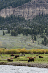 Bison buffalo Yellowstone