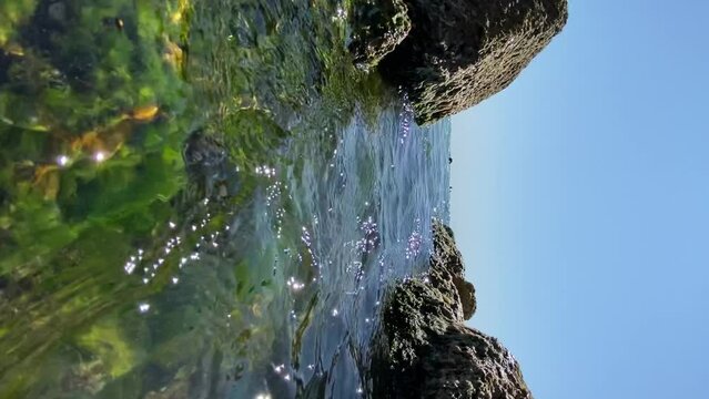 Algae and moss growing on rocks by the sea. Morning sunlight on seaside stones. stones with algae on the beach, water close-up, sea. Water washes stones covered with algae. vertical orientation video