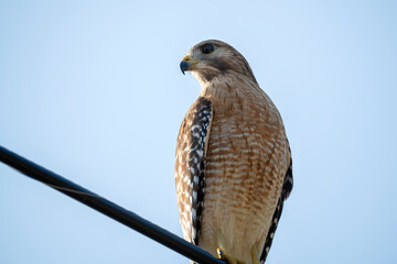 The red-shouldered hawk bird perching on electric cable looking for prey to hunt