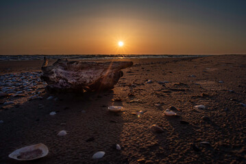 A piece of beautiful wood sanded and washed by the sea lying on the beach during beautiful yellow sunset between some beautiful white shells