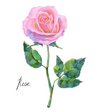 Vector high detailed realistic rose flower on white for design. Oil or acrylic painting rose.