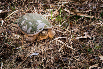 Common snapping turtle slow walking to the river