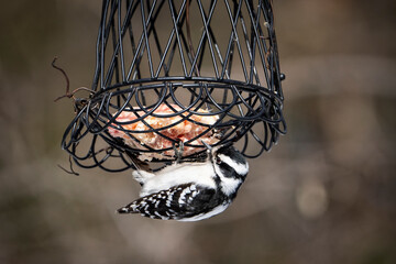 Woodpecker eating suet at bird feeder in winter