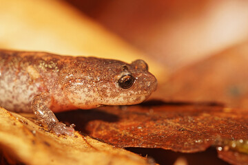 Facial closeup on an adult Eastern red-backed salamander, Plethodon cinereus on the forest floor