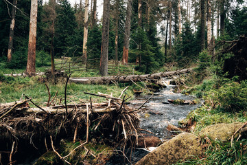 river in the national park