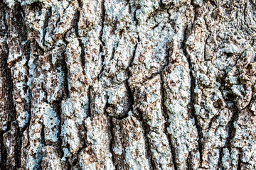 Bark texture of a tree covered with white lichen