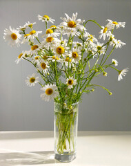 Bouquet of white daisies flowers in a vase. Flowering plants of chamomile lit by sunlight