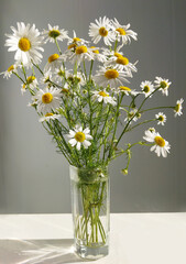 Chamomile flowers in a vase. Bouquet of flowering plants of white daisies lit by sunlight