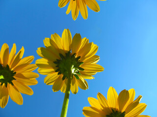 Bright yellow flowers against a blue sky. Summer view of blooming plants (flowering Heliopsis helianthoides) from the bottom up.
