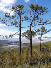 The view from the mountains to the Spanish coast. Native vegetation, luscious greenery.