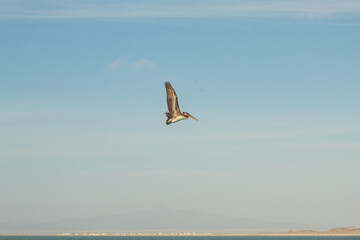 pelican flying in clear blue sky over calm sea