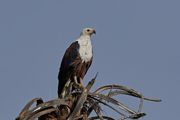 African fish eagle (Haliaeetus vocifer),