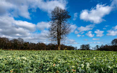 Large tree in a green field under the cloudy blue sky