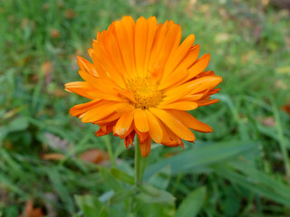 Ringelblume