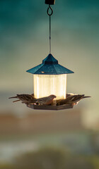 birds feeding in a bird feeder at sunset