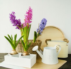 Spring, multi-colored spring flowers hyacinths in a wicker flower pot stand on a table on a light background in a box bulbous plant, watering can.  Plant transplant concept, spring mood, front view.