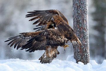Golden eagle (Aquila chrysaetos)