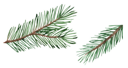 Watercolor illustration of spruce twigs hand drawn and isolated on a white background.