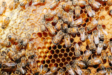 api e miele all'interno del favo, nell'arnia. luminoso, miele lucente di colore giallo. celle esagonali, ape regina. 
apicoltura e natura biologica. esperienza di campagna.