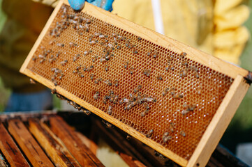 api e miele all'interno del favo. apicoltore con tuta protettiva controlla le api in primavera. apicoltura biologica, polline, cera api. campagna.