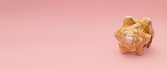 Pink banner with a seashell, advertising the sea