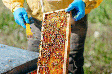 api e miele all'interno del favo. apicoltore con tuta protettiva controlla le api in primavera. apicoltura biologica, polline, cera api. campagna.