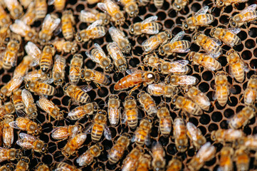 api e miele all'interno del favo, nell'arnia. luminoso, miele lucente di colore giallo. celle esagonali, ape regina. 
apicoltura e natura biologica. esperienza di campagna.