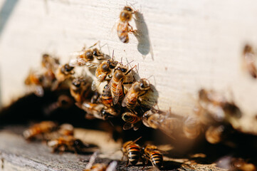 api all'ingresso dell'arnia, ape regina, miele biologico.