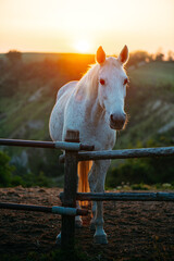 stallone bianco all'interno del ranch. cavallo da corsa, ippica. campagna italiana, tramonto, esperienze.