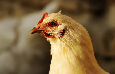 Detailed portrait of white chicken - close-up of farm chicken