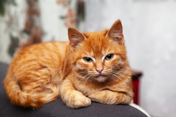 Red kitten sits on the back of a chair. High quality photo