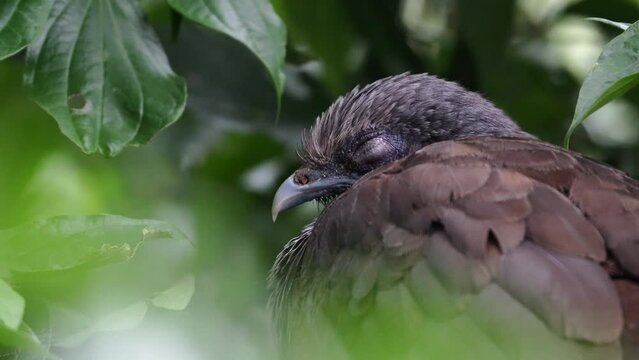 Guacharaca, pava de monte, chachalaca colombiana durmiendo en un &aacute;rbol, aves de Colombia