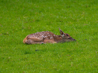 Young Red Deer Laying Down