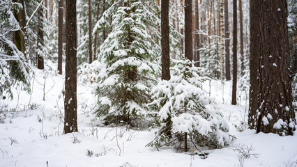 Fluffy young spruces covered with snow among the trunks of pines and birches in the winter forest. Winter landscape with snow-covered trees. The concept walks and activities in winter time