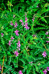 kwitnący Indygowiec barwierski (Indigofera tinctoria), true indigo, blooming indigo © kateej