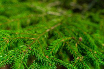 Branch of young Christmas tree close-up in summer. Conifer tree. Green spruce needles