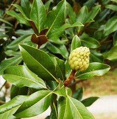 Southern magnolia or Bull bay (Magnolia grandiflora) after flowering, green to brown cones above a...