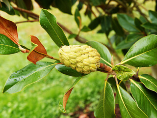 Southern magnolia or Bull bay (Magnolia grandiflora) after flowering, brown cones with bright red seeds above a dense dark green foliage
