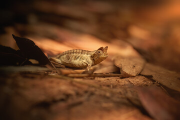 Hidden Animals: Brown leaf Chameleon, Brookesia Superciliaris, a small chameleon Imitating the Brown Leaves. Shades of brown and gold colors. Ranomafana national park, wild Madagascar. 