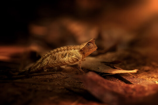 Hidden Animals: Brown leaf Chameleon, Brookesia Superciliaris, a small chameleon Imitating the Brown Leaves. Shades of brown and gold colors. Ranomafana national park, wild Madagascar. 