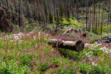 Views hiking in the San Juan Mountain range in southern Colorado.