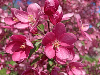 Obraz premium Close-up blossoming apple tree on a spring day. Beautiful spring tree red flowers background. Branch with red flowers.