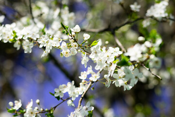 Apple tree in bloom, branch with white flowers on a sunny summer day. Macro photo with selective soft focus.garden in a sunny spring day, beautiful Japanese cherry blossoms floral background, sakura