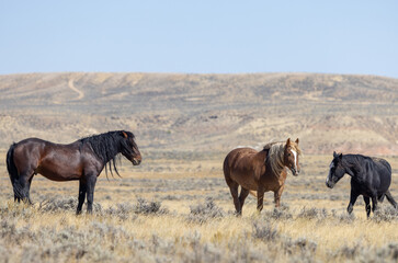 Wild Horses in Autumn in the Wyoming Desert