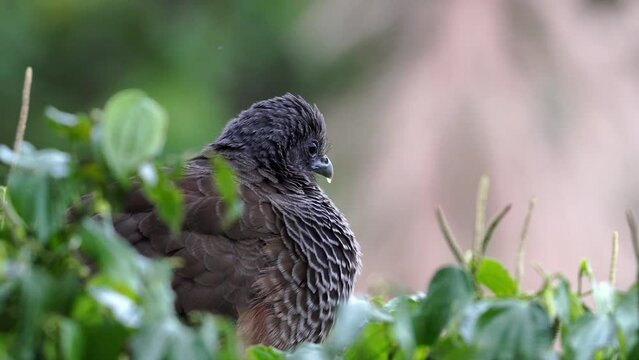 Guacharaca, pava de monte, chachalaca colombiana posada en arbol reposando, aves de Colombia