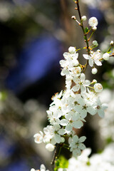 Apple tree in bloom, branch with white flowers on a sunny summer day. Macro photo with selective soft focus.garden in a sunny spring day, beautiful Japanese cherry blossoms floral background, sakura