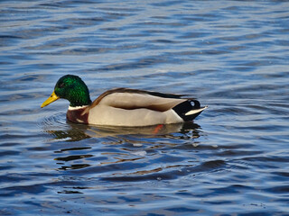 Ente auf der Ostsee in Travemünde