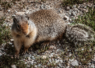 Ground Squirrel