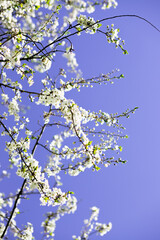Apple tree in bloom, branch with white flowers on a sunny summer day. Macro photo with selective soft focus.garden in a sunny spring day, beautiful Japanese cherry blossoms floral background, sakura